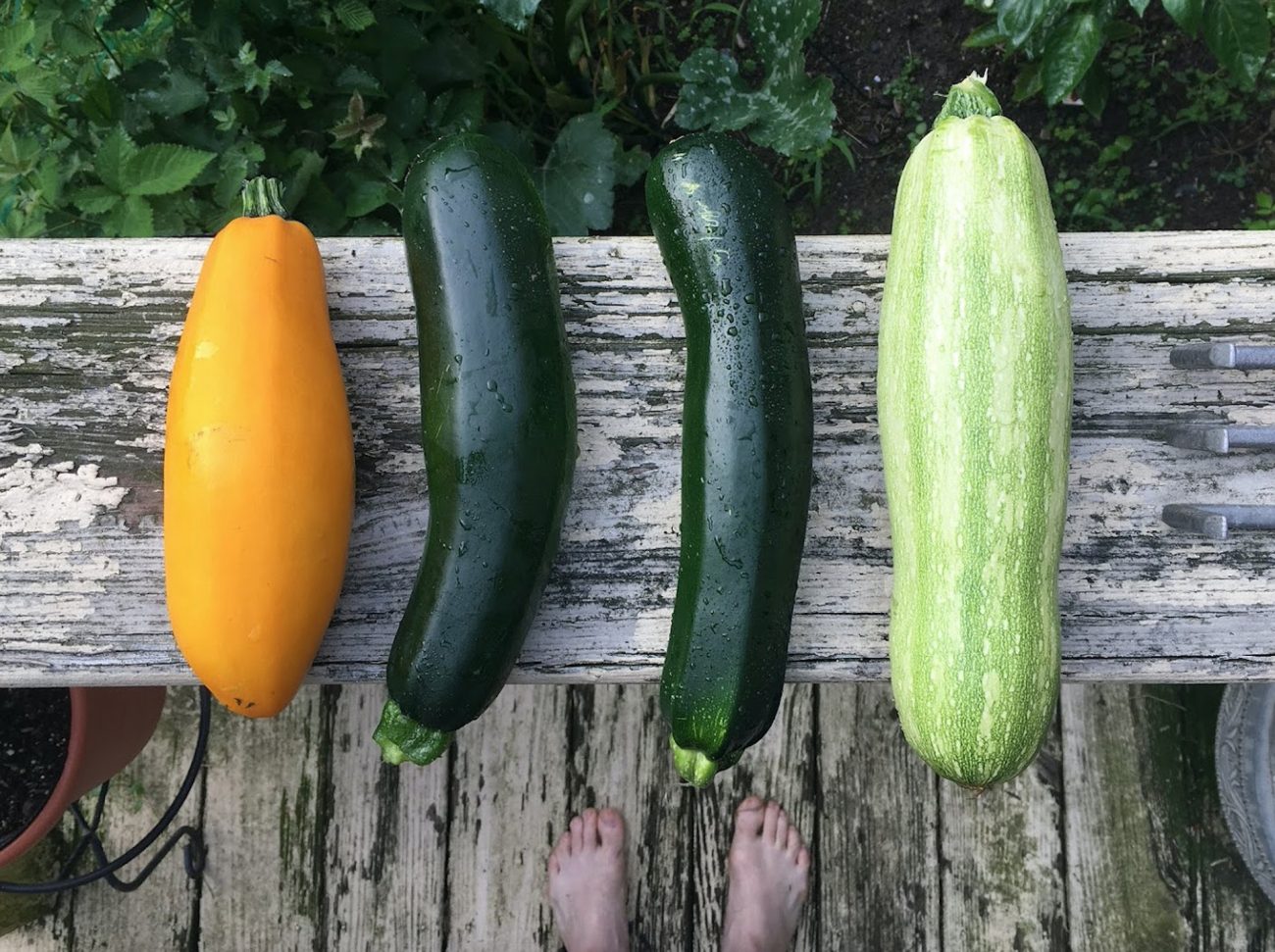 Vielseitig und vitaminreich: Zucchini