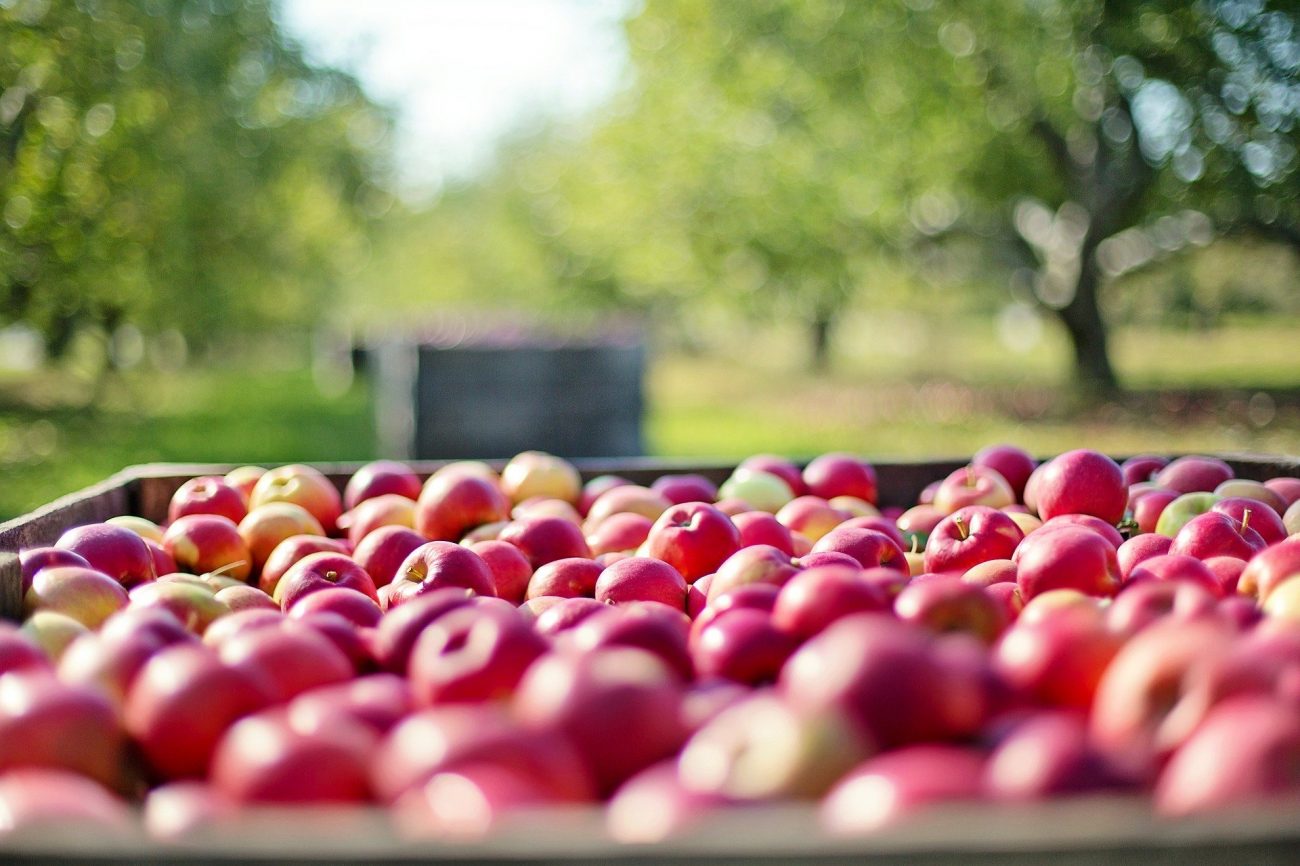 Äpfel immer kühl und ohne anderes Obst lagern