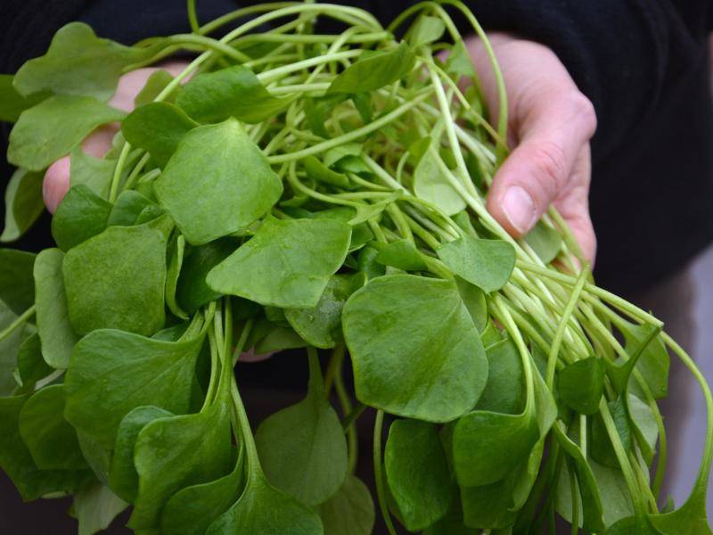 Wächst auch bei Kälte: Postelein ist ein Winter-Salat