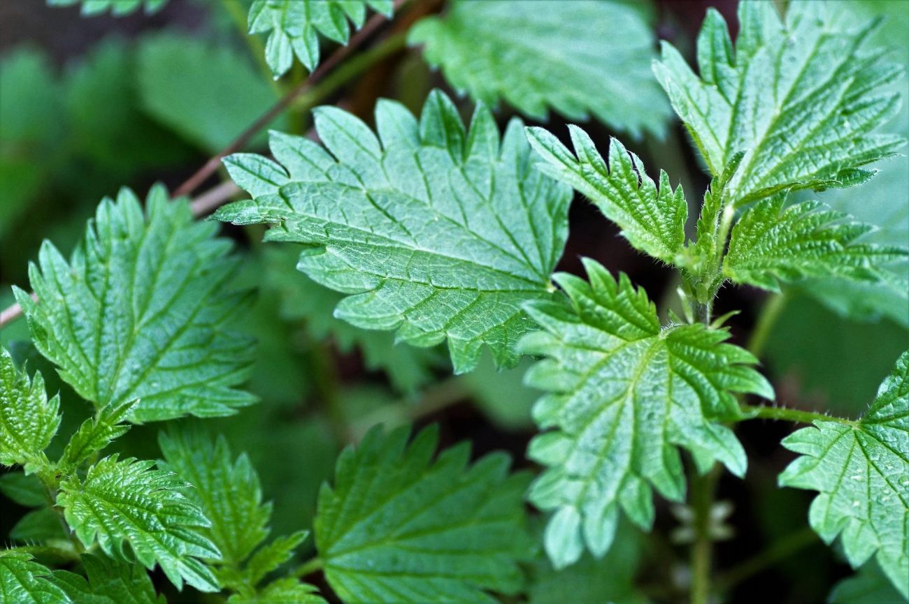 Brennnesseln schmecken in Suppen, Tartes und Pesto