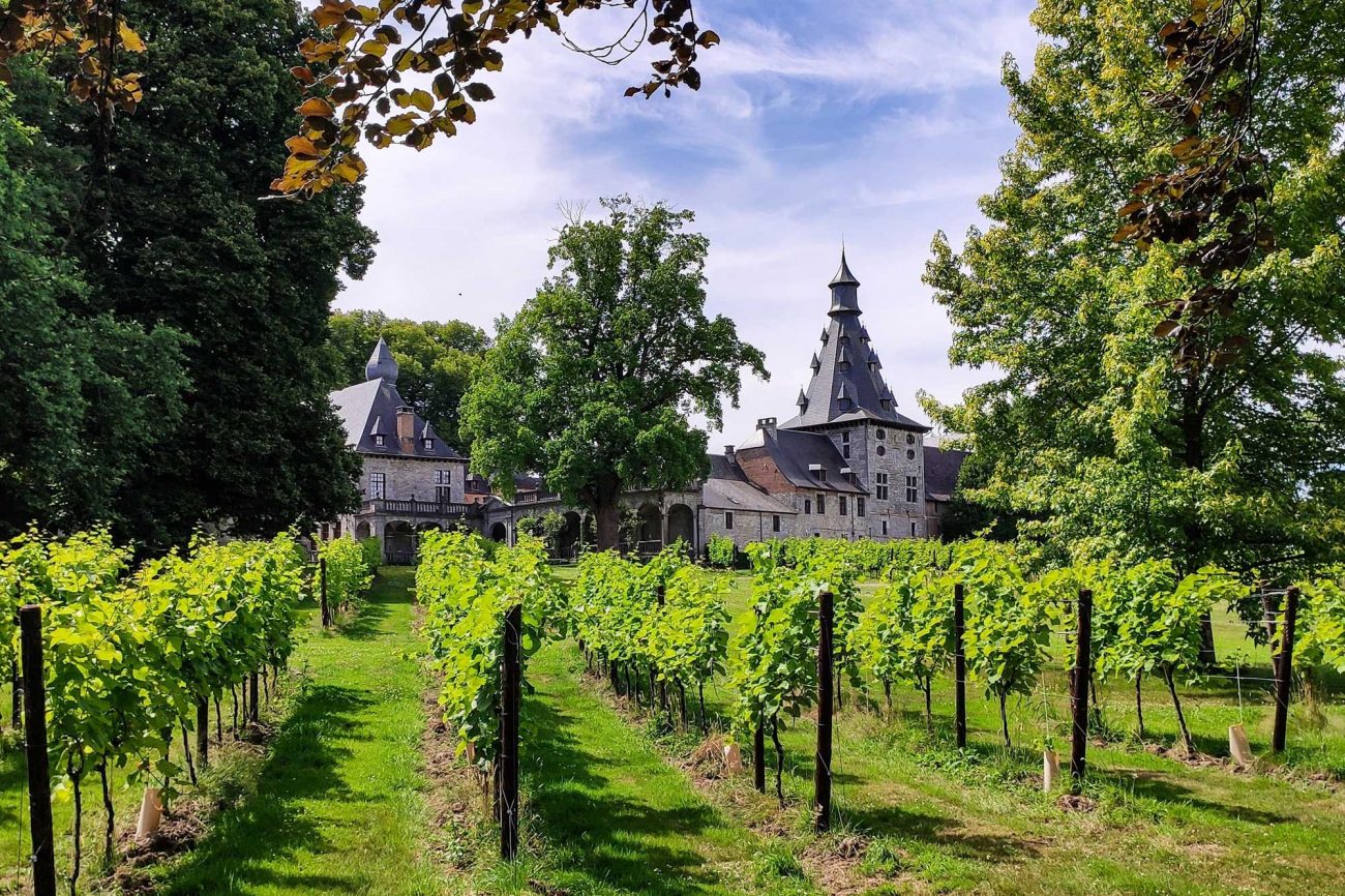 Ideales Mikroklima im Weinland Belgien